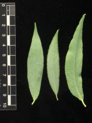 Salix ×pendulina f. pendulina. Lower leaf surfaces.
 Image: D. Glenny © Landcare Research 2020 CC BY 4.0